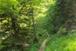 2014-07-05_Laengental-N-Hochweg (527). JPG